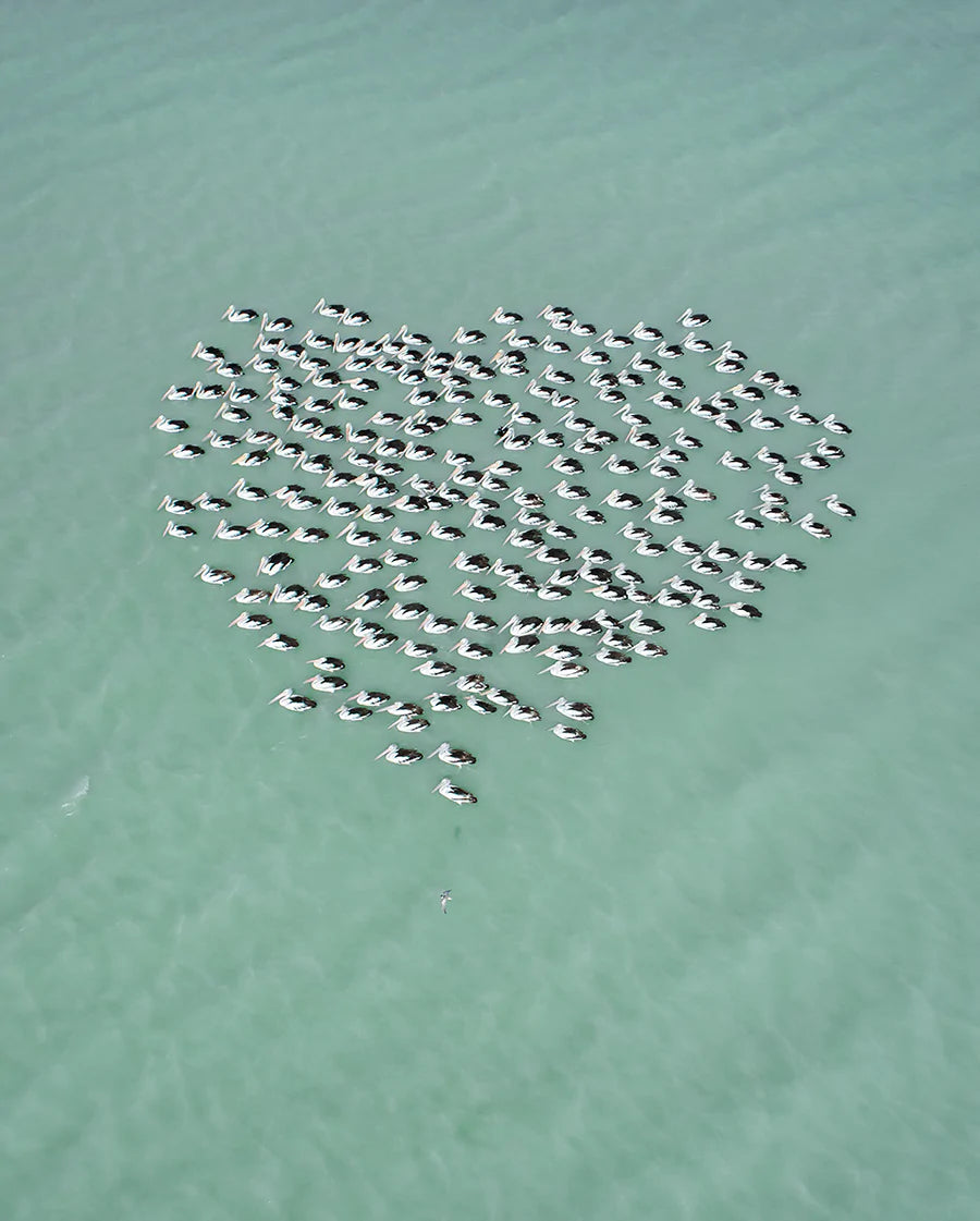 MAT B - Pelican Heart, Australia 2018