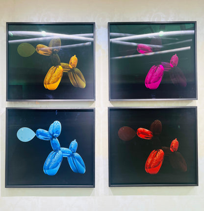 WALTER M - Cabaret Poodle