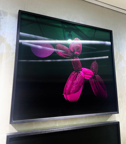 WALTER M - Cabaret Poodle