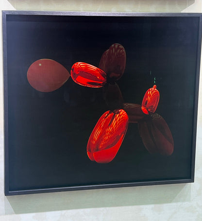 WALTER M - Cabaret Poodle