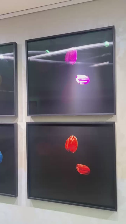 WALTER M - Cabaret Poodle